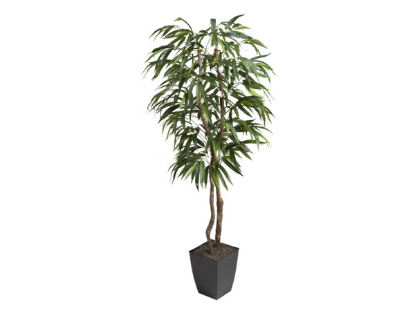 6′ Weeping Ficus Tree in Black Square Metal Planter