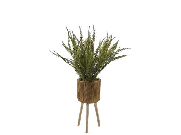 Boston Fern in Wood Planter with Wood Legs