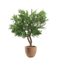 Locust Spray in Clay Bank Planter